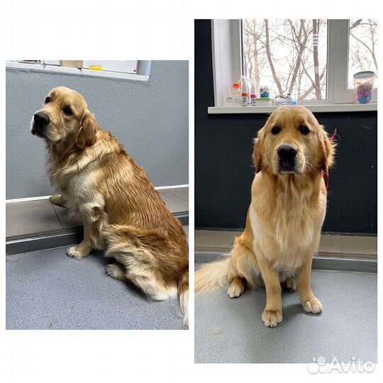 Груминг стрижка собак