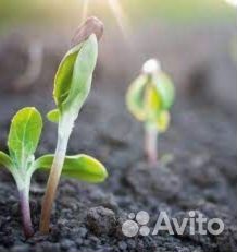 Торфосмесь