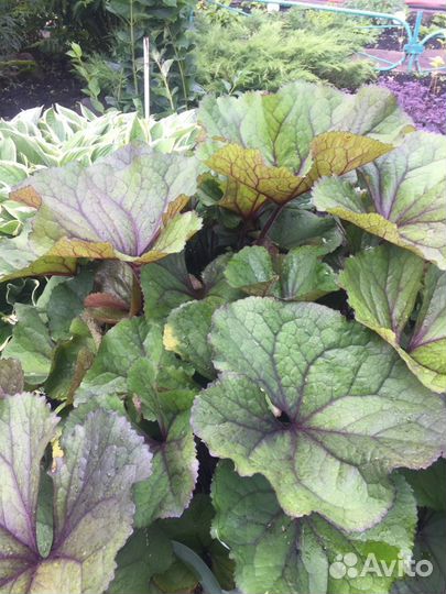 Бузульник Отелло