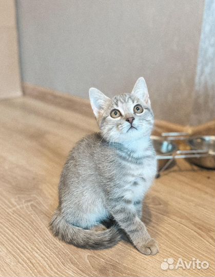 Котята в добрые руки даром