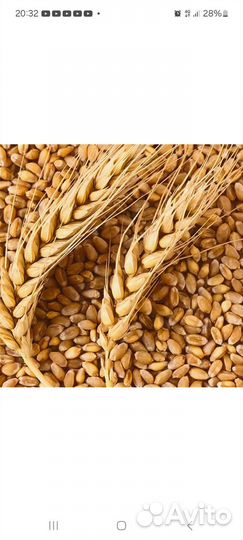 Пшеница