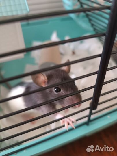Две крысы с клеткой