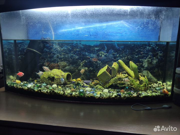Аквариум