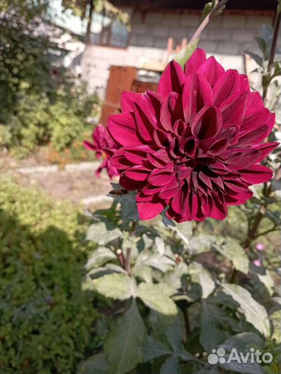 Георгины клубни