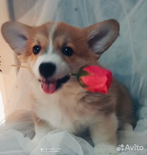 Щенок корги