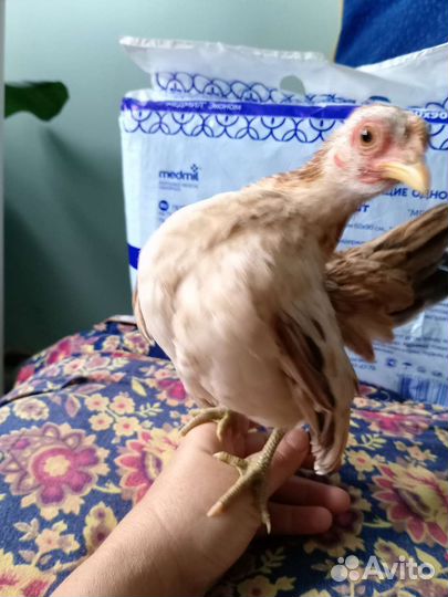 Малазийская серама