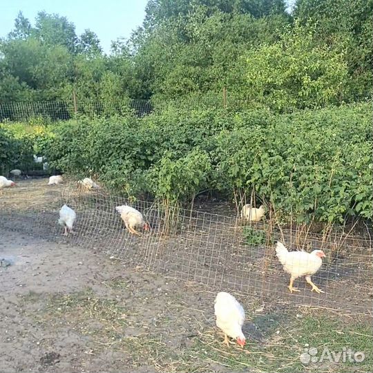 Домашние куры бройлеры