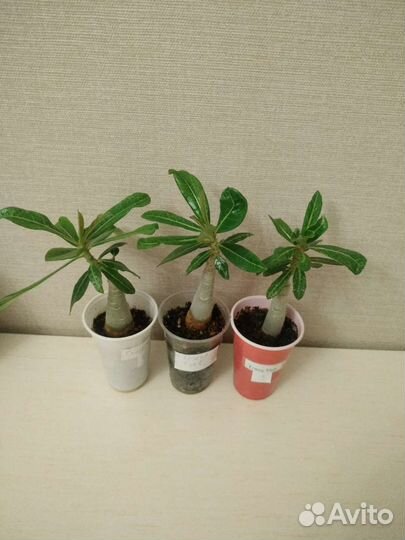 Адениум Trung Tinh