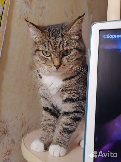 Кошка в добрые руки