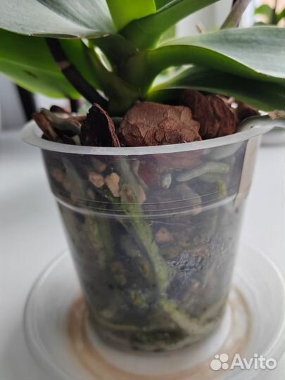 Орхидея фаленопсис Альбуфейра пелор