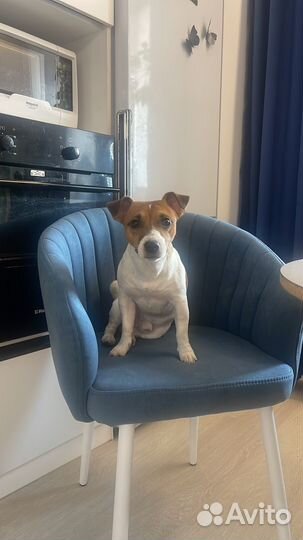 Джек Рассел вязка