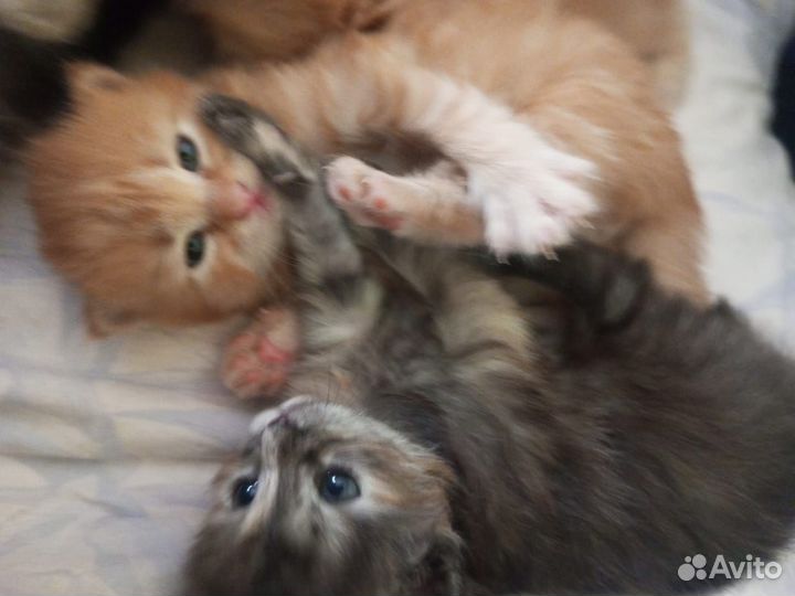 Котята в добрые руки даром