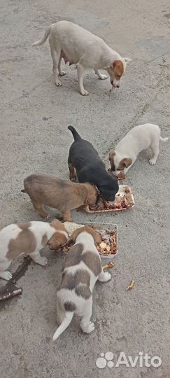 Щенки мама Джек Рассел папа не известно