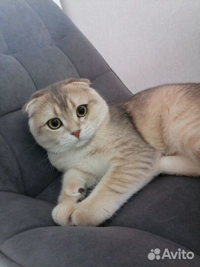 Шотладский кот вязка