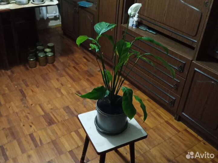 Спатифиллум, женские счастье