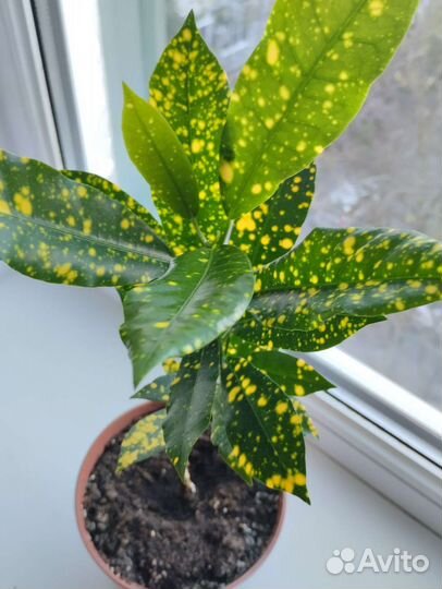 Комнатные цветы, растения