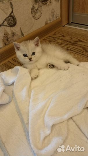 Британские котята