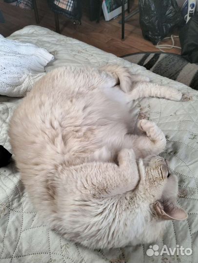 Передержка животных