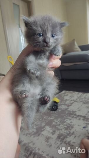 Котята