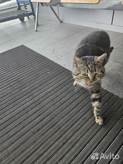 Котика в дар мальчика