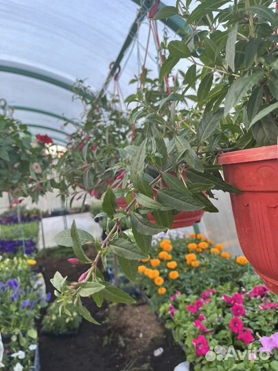 Рассада петунии, бакопы, многолетники