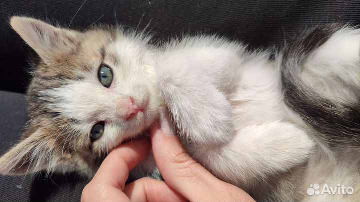 Котята в дар