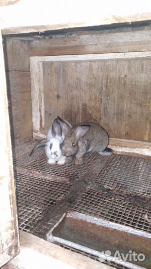 Самцы, Самки