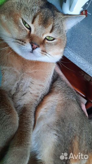 Шотландский кот вязка