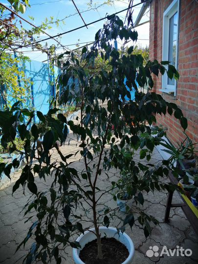 Бенджамина