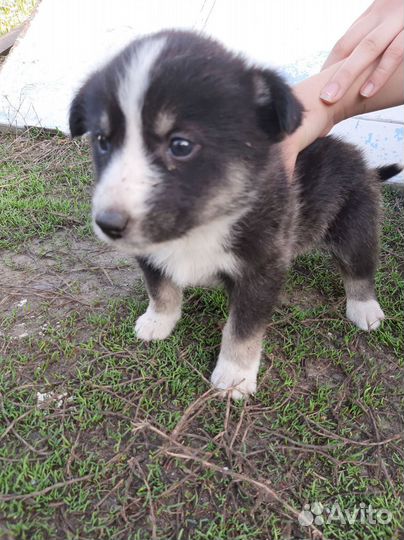 Отдам щенков