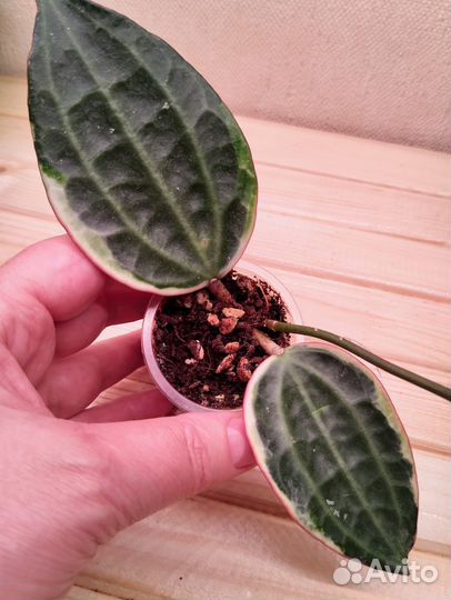 Хойя карноза Gammal, Хойя Макрофилла вар