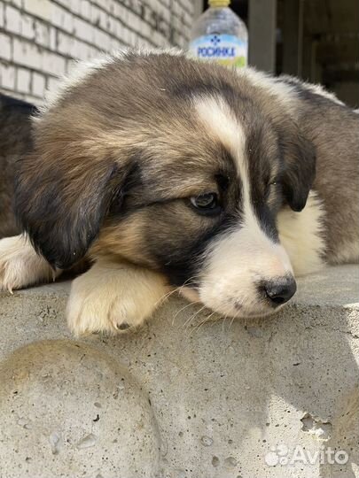 Щенки бесплатно