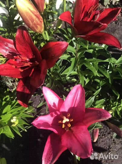 Садовые многолетники