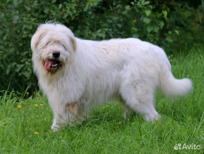 Южно Русская Овчарка в добрые руки отдам бесплатно