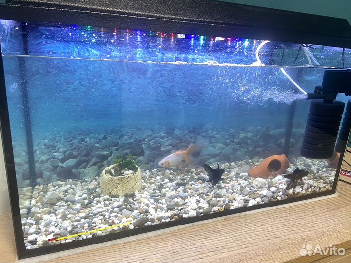 Аквариум с рыбками