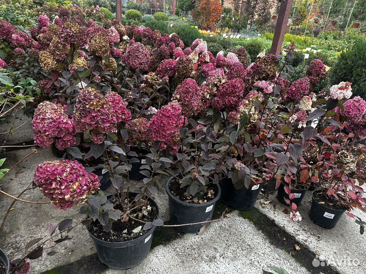 Гортензии метельчатые Самарская Лидия