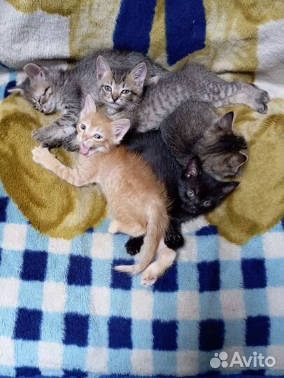 Котята в добрые руки приучены к лотку