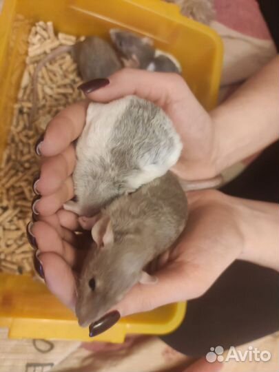 Крысята дамбо