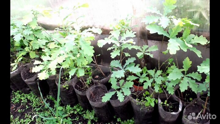 Саженцы пятилетних дубов