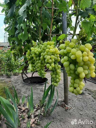 Черенки винограда