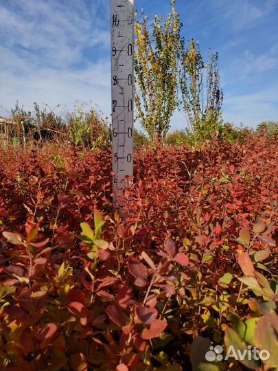 Сеянцы барбариса