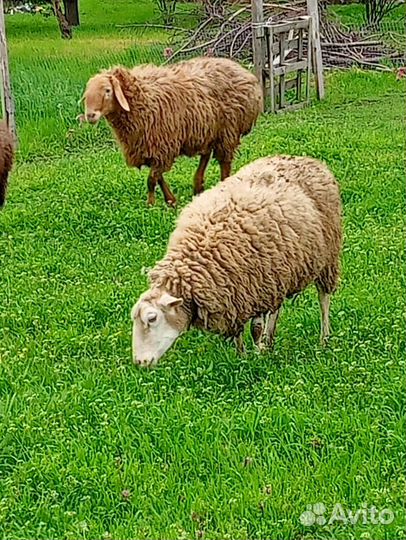Продаются овцы