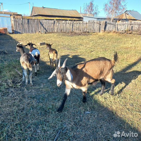 Нубийские козы