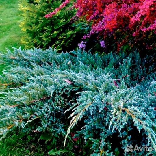 Можжевельник Blue carpet (Блю Карпет)
