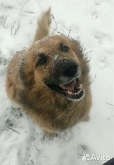 Собака, кобель, Миша, крупный