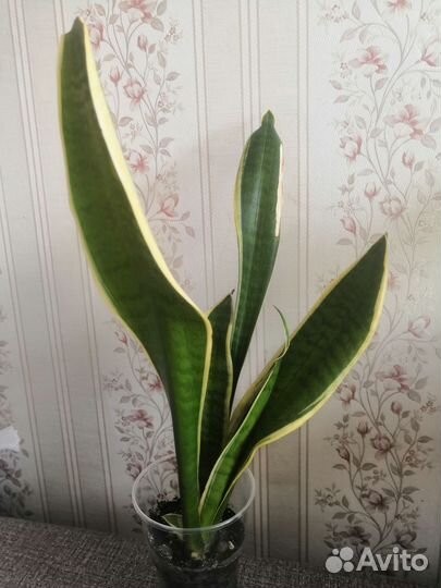 Сансевиерия футура суперба