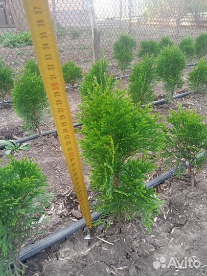 Туя смарагд