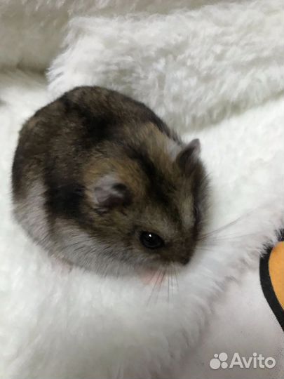 Джунгарские хомячки