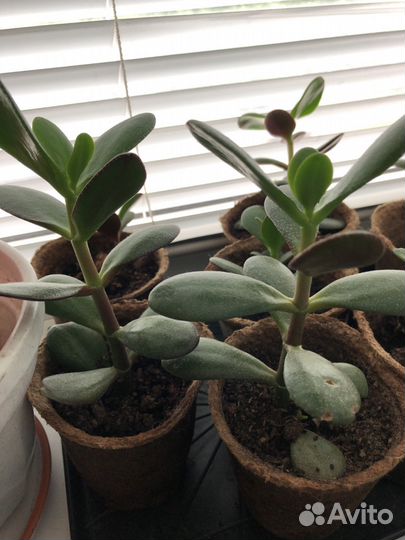 Денежное дерево