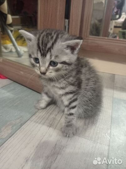Британские котята
